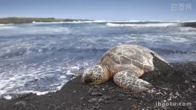 沙滩上的一只绿海龟被海浪击中，然后张开了<strong>嘴</strong>